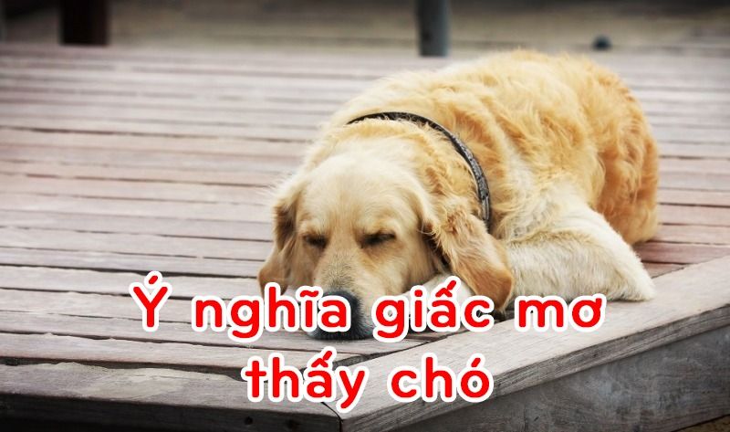 Giải mã giấc mơ thấy chó là điềm báo gì? Lành hay dữ chi tiết nhất 6 Ý nghĩa giấc mơ thấy chó